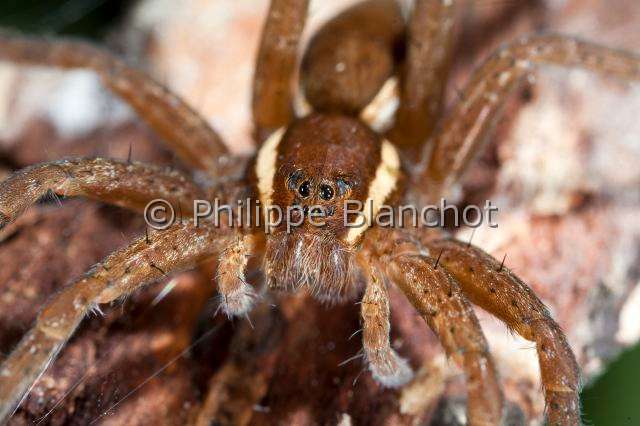 Pisauridae_1151.JPG - France, Morbihan (56), Araneae, Pisauridae, Dolomède des marais (Dolomedes fimbriatus), portrait of Great Raft spider